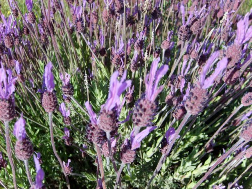 butterfly-lavendel butterfly-lavendel