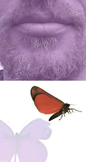 bart-2-butterfly bart-2-butterfly