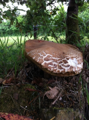 20120606-145922.jpg